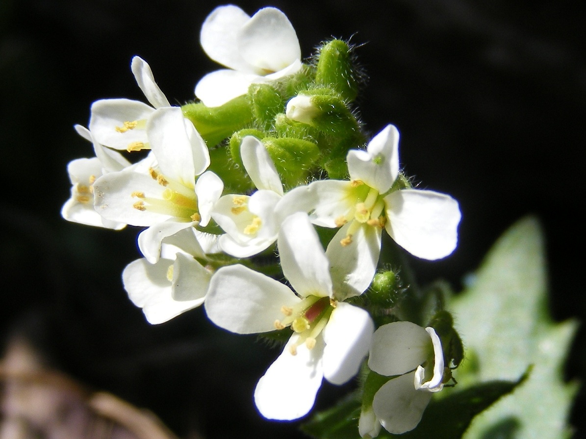 alpina subsp. alpina